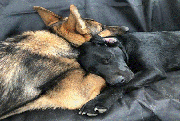 Two dogs lying on a couch

Description automatically generated